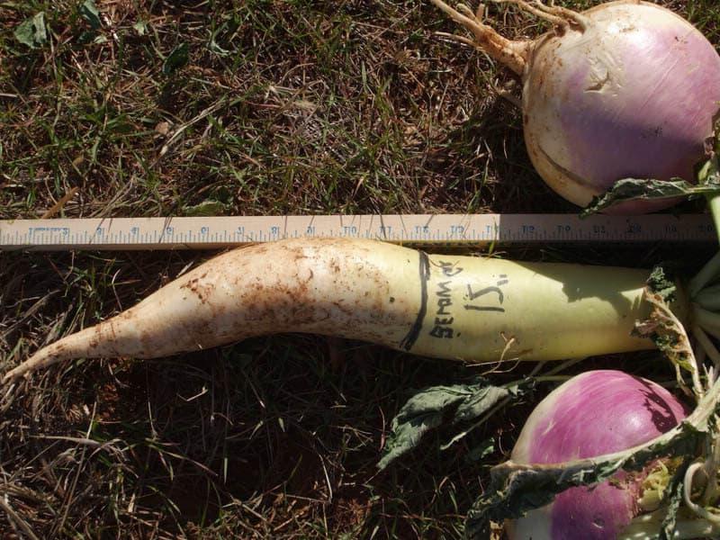 Meter stick measuring turnips
